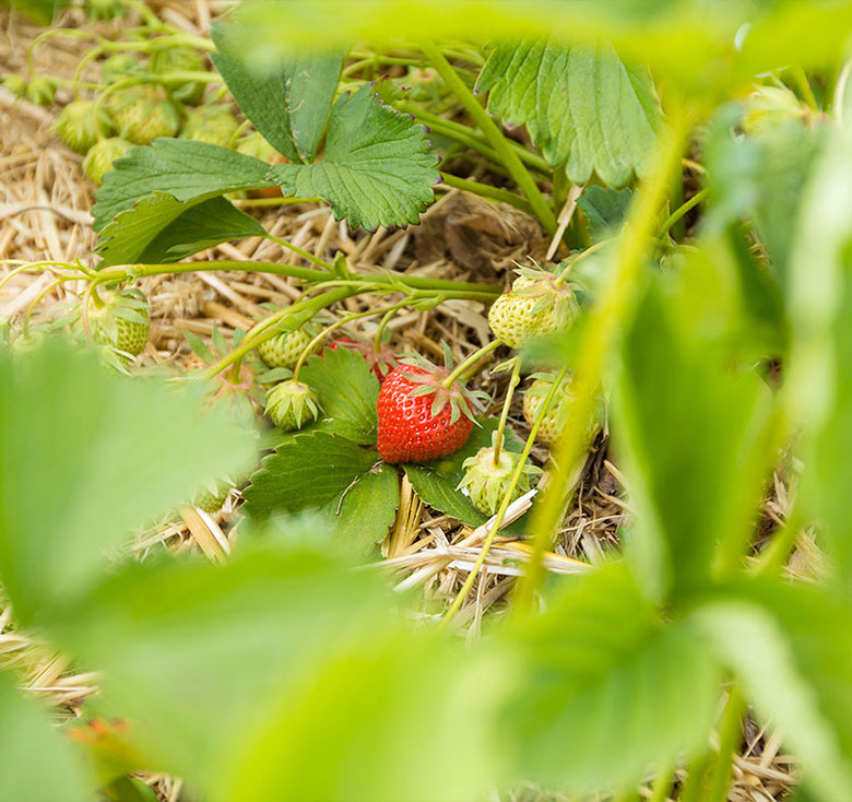 Erdbeeren aus Gülzow-Prüzen OT. Tieplitz