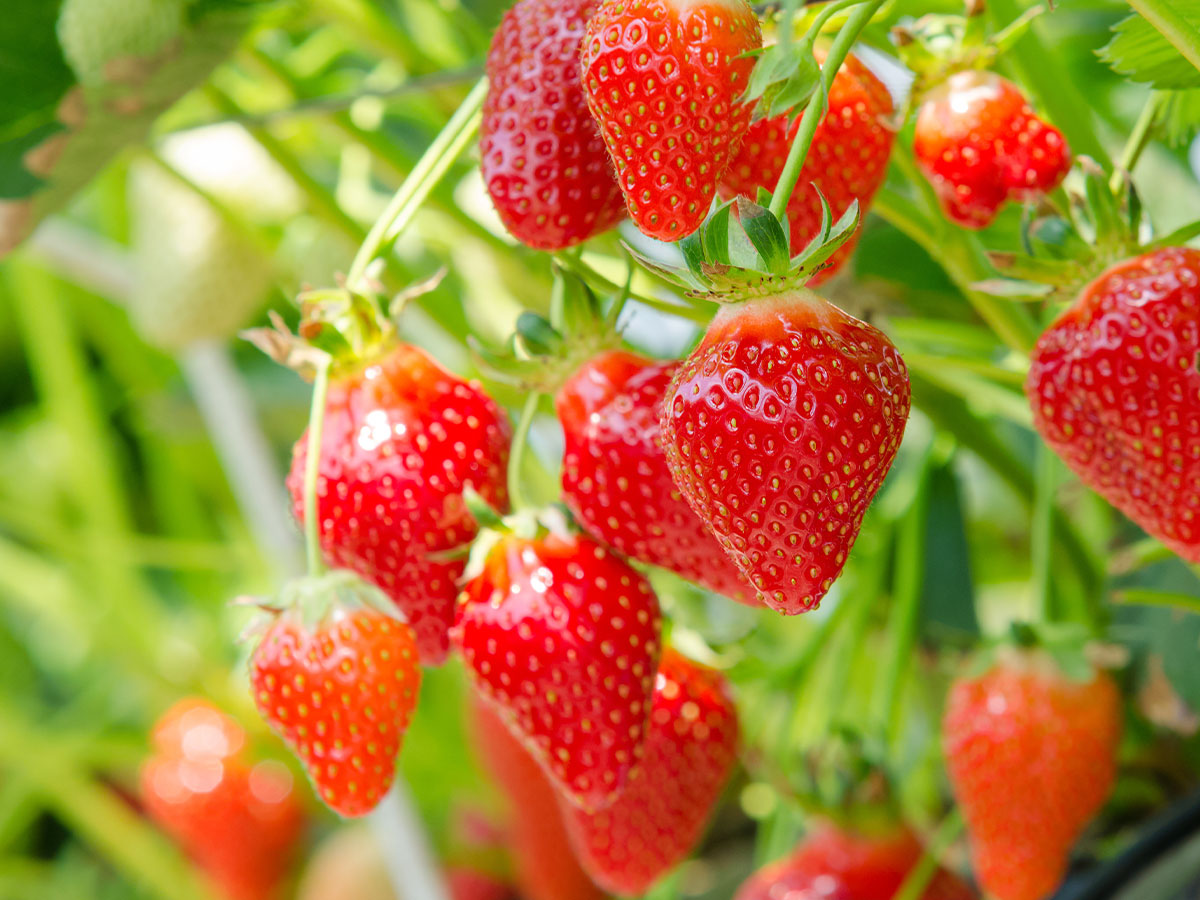 Erdbeeren von Mecklenburger Frische aus Tieplitz